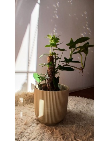 Maceta MILÁN